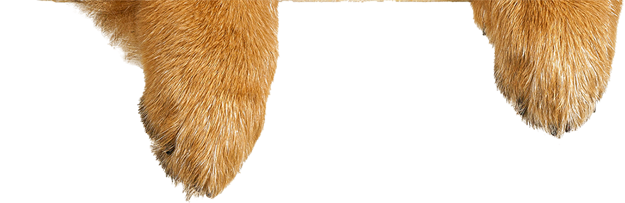 German Shephard Dog Cut Out Paws