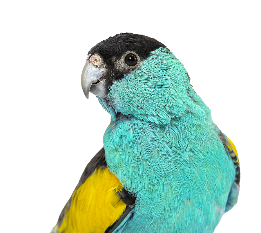 Hooded parrot psephotellus dissimilis